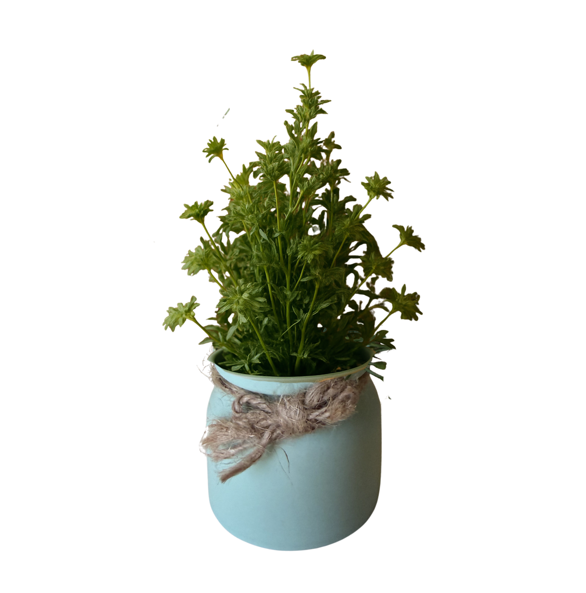 Bloom Jar – Calm Spaces